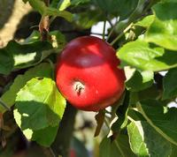 Crown Prince Frederiks Taffeleble (Table Apple)